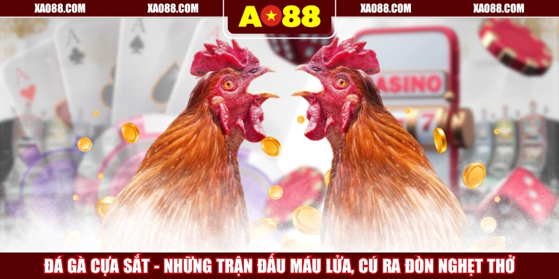 Đá Gà Cựa Sắt - Những Trận Đấu Máu Lửa, Cú Ra Đòn Nghẹt Thở