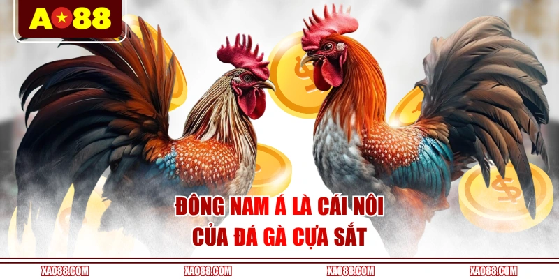 Đông Nam Á là cái nôi của đá gà cựa sắt