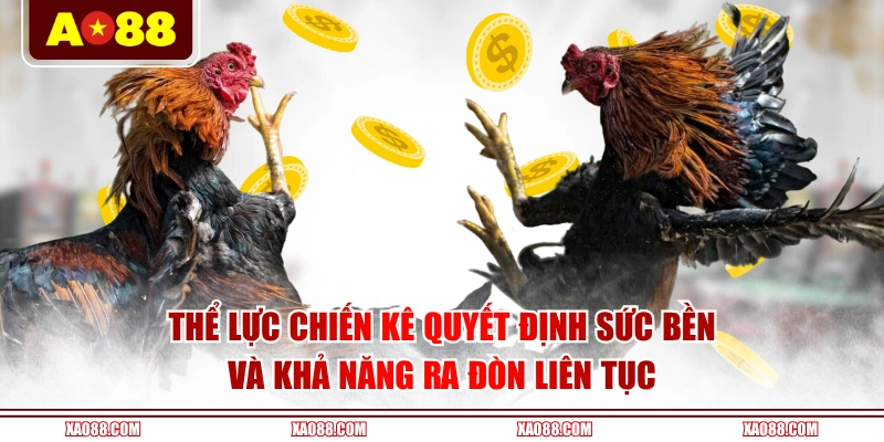 Thể lực chiến kê quyết định sức bền và khả năng ra đòn liên tục