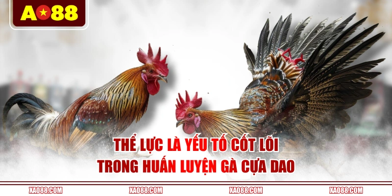Thể lực là yếu tố cốt lõi trong huấn luyện gà cựa dao