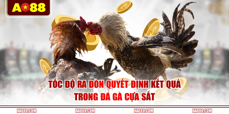 Tốc độ ra đòn quyết định kết quả trong đá gà cựa sắt